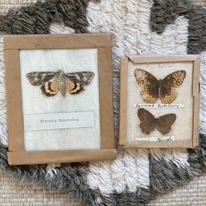 Antique Butterfly Specimens- lot of 2